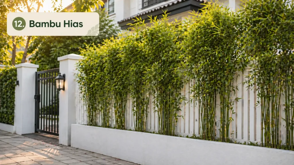 Bambu Hias - Tanaman Penutup Pagar Rumah 12 Pilihan Rimbun Cantik-new
