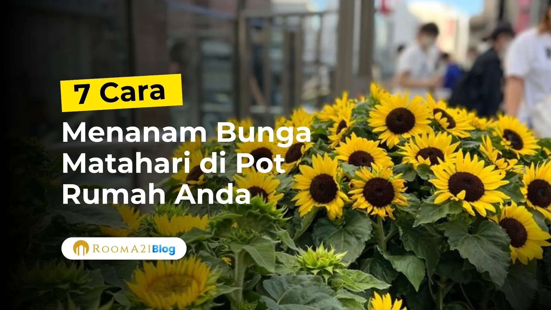 7 Cara Menanam Bunga Matahari di Pot agar Cepat Mekar