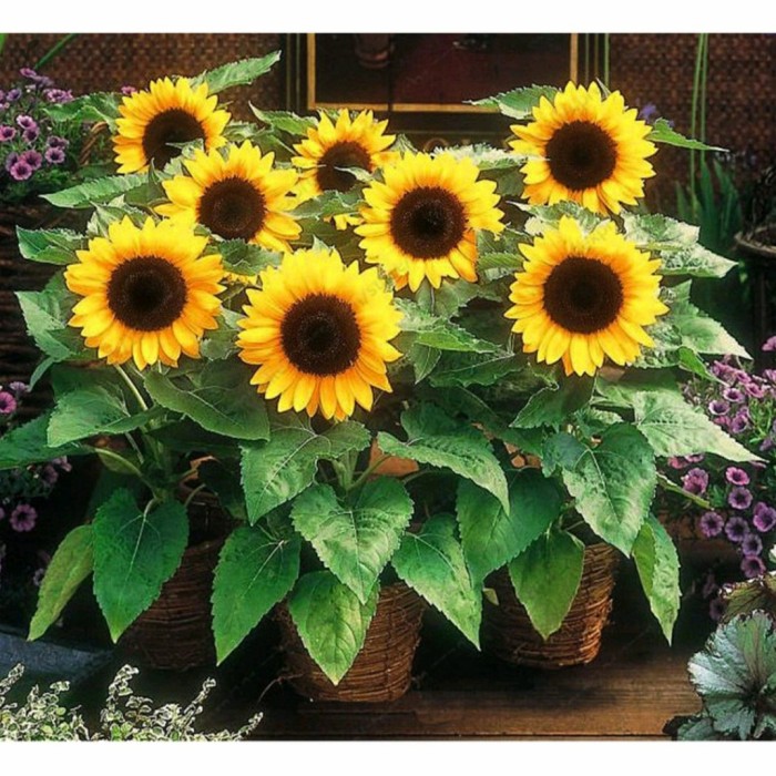 Bunga matahari jenis sunspot | 7 Cara Menanam Bunga Matahari di Pot agar Cepat Mekar