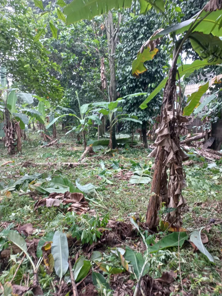 Tanah dijual di Ciracas Kelapa Dua Wetan Jakarta Timur, 6.000 m² SHM, akses jalan 20 m, 15 menit ke Tol TMII. Cocok untuk perumahan. Harga Rp8 jt/m² nego.